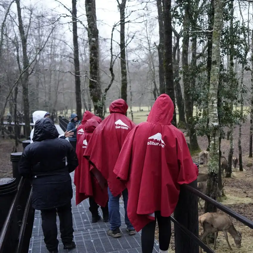 Grupo del tour a Huilo Huilo caminando por el bosque nativo con capas de lluvia